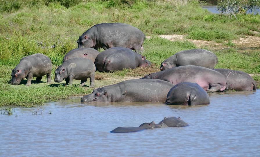 Hippos 3
