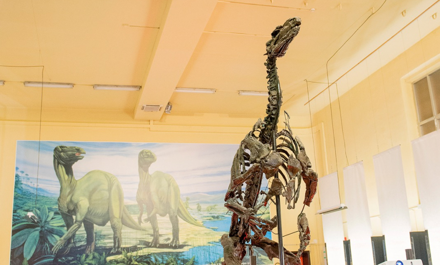 Le Musée de l'Iguanodon